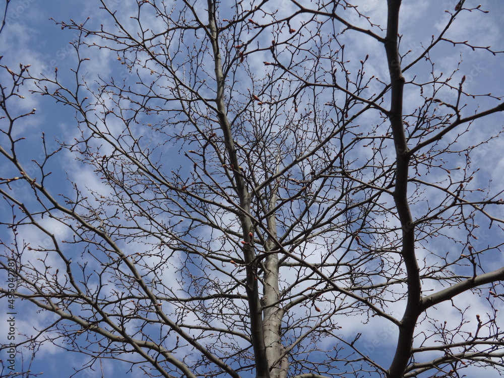Nude Tree Branches against the Background of the Blue Sky Nude Tree Branches against the Background of the Blue Sky