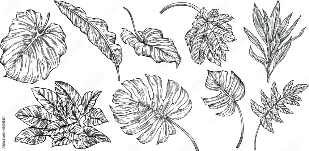 Fototapeta premium Leaves isolated on white. Tropical leaves. Hand drawn vector illustration.