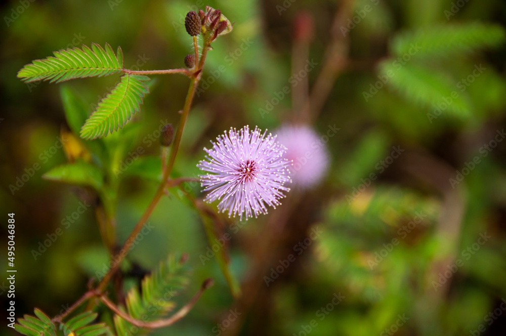 Nature view of rare pink flower with blurred garden background. Nature concept Nature view of rare pink flower with blurred garden background. Nature concept