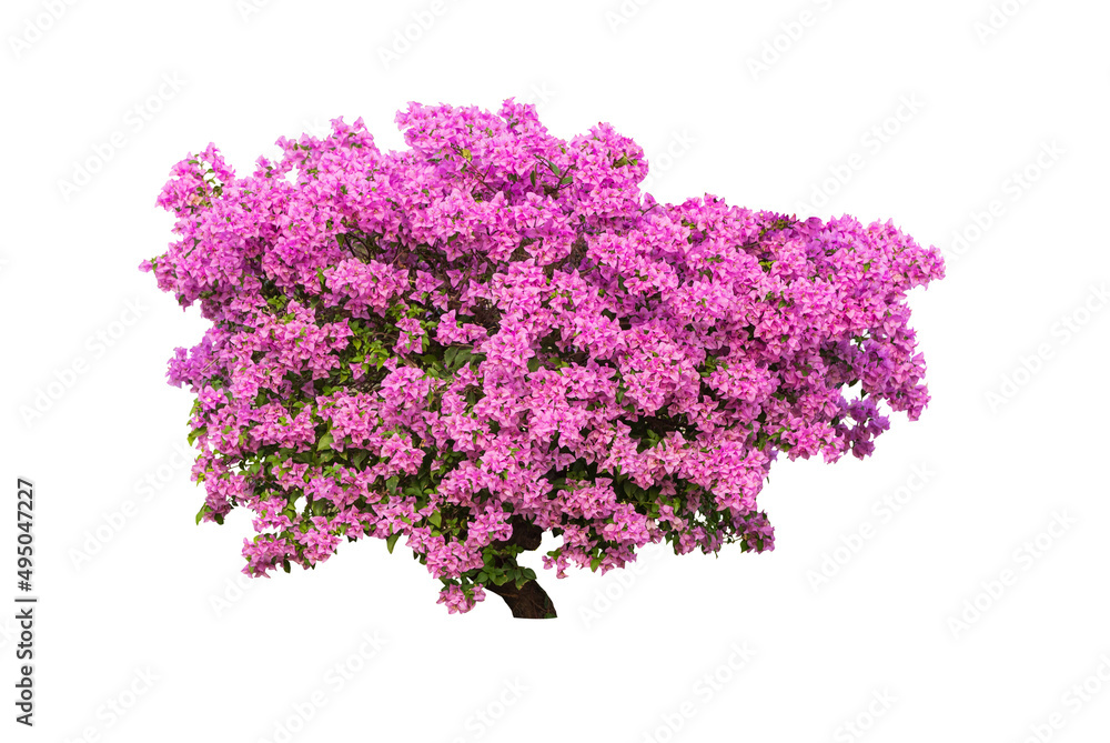 Bougainvilleas tree isolated on white background Bougainvilleas tree isolated on white background
