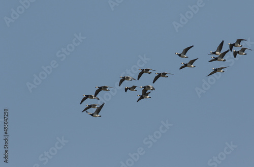 A flock of Barnacle Geese, Branta leucopsis, flying in the blue sky.