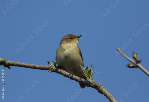 A pretty Chiffchaff, Phylloscopus collybita, perching on a branch of a tree in spring.