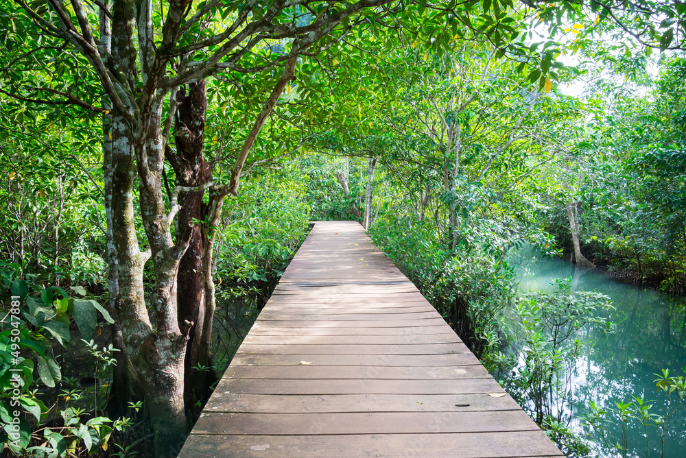 Walkway in Khlong Song Nam mangrove forests, Krabi Thailand. Green nature and save environmental concept. Walkway in Khlong Song Nam mangrove forests, Krabi Thailand. Green nature and save environmental concept.
