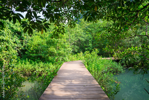 Walkway in Khlong Song Nam mangrove forests  Krabi Thailand. Environmental  green nature and travel concept.