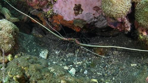 Ornate Spiny Lobster - Panulirus ornatus living under a stone. Underwater world of Tulamben, Bali, Indonesia. photo
