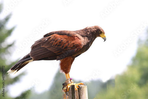 Harris buzzard resting on a perch in profile with a long yellow and gray beak