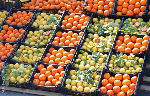 Canvastavla citrus fruit crates with ripe oranges and yellow lemons for sale in the greengro