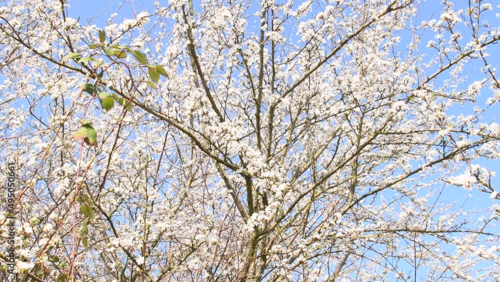 wild mirabelle prune tree with blossom in spring in Germany with camera drive wild mirabelle prune tree with blossom in spring in Germany with camera drive