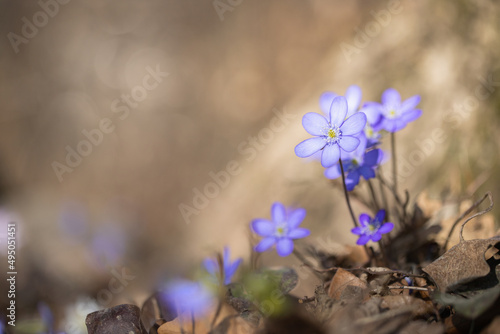 Blue, wild growing liverwort blossom (Hepatica nobilis) in a natural, romantic play of light.