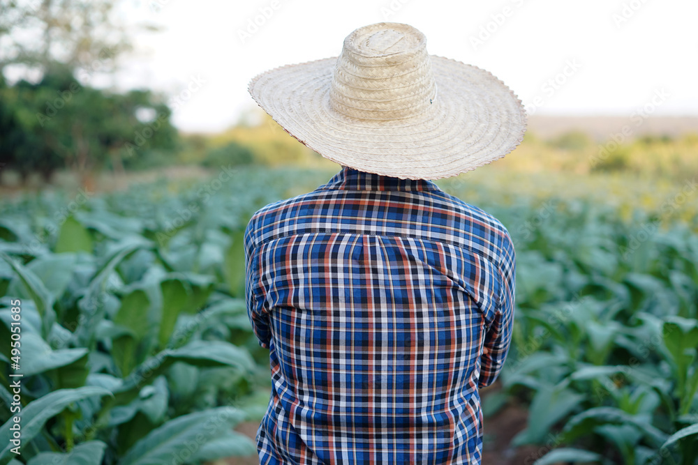 Back view of a gardener is at his vegetable garden, wears plaid shirt and hat. Concept: Agriculture occupation.    