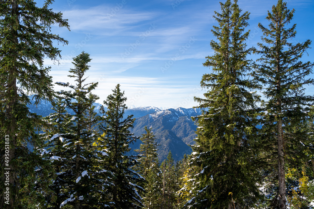 Fir trees on a warm day in winter with blue sky and mountains in the background