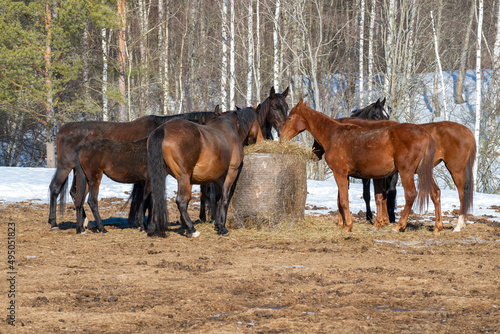 Horses eating hay outdoors on a sunny March day