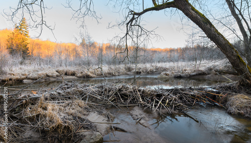 Beaver dam on a riverbed. River beaver Castor fiber - beaver family Castoridae. A sturdy structure in a river, a flooded forest. Dams, grooves, houses are scraped by tree branches.
