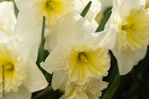 Fototapeta Naklejka Na Ścianę i Meble -  Luxurious white daffodils close-up. Flowers in raindrops. Light sun rays. Texture, spring postcard