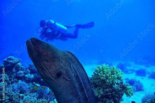 moray eel under water, nature photo wild snake predator marine in the ocean photo