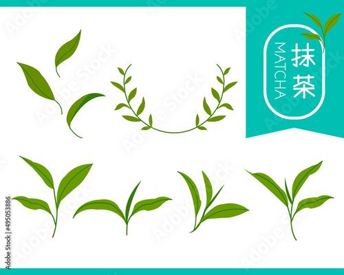 Matcha tea icon set, green leaves of trees and plants in various shapes, text symbolizing matcha