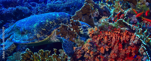 sea turtle underwater on a coral reef © kichigin19