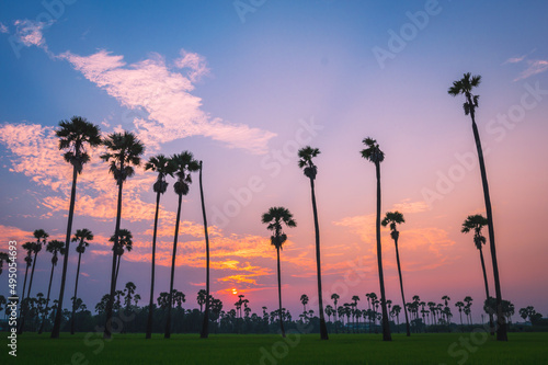 Morning light or Evening light in Landscape silhouette sugar palm trees with sunset or sunrise and the colorful twilight sky and clouds.