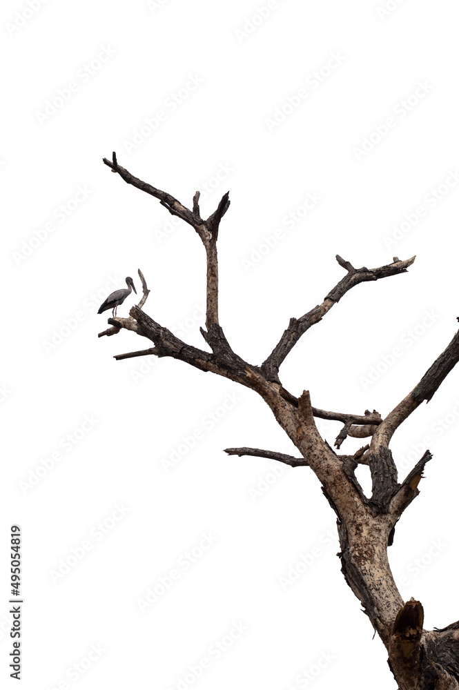 Dry branchs of dead tree with cracked dark bark.beautiful dry branchs of tree isolated on white background.Dry wooden stick from the forest isolated on white background .