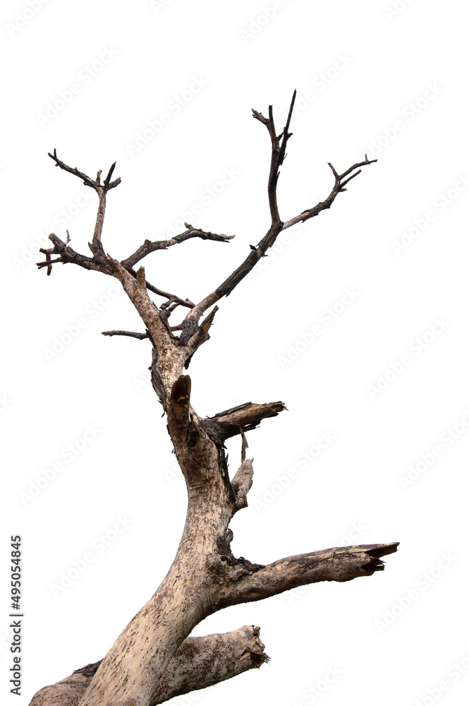 Dry branchs of dead tree with cracked dark bark.beautiful dry branchs of tree isolated on white background.Dry wooden stick from the forest isolated on white background . Dry branchs of dead tree with cracked dark bark.beautiful dry branchs of tree isolated on white background.Dry wooden stick from the forest isolated on white background .
