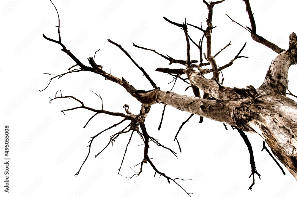 Dry branchs of dead tree with cracked dark bark.beautiful dry branchs of tree isolated on white background.Dry wooden stick from the forest isolated on white background . Dry branchs of dead tree with cracked dark bark.beautiful dry branchs of tree isolated on white background.Dry wooden stick from the forest isolated on white background .