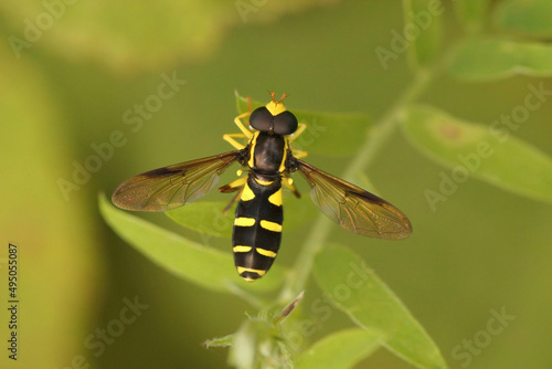 Closeup shot of a superb ant-hill hoverfly on a green branch - Xanthogramma pedissequum sitting