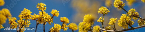 Panorama yellow flowers on the branches.