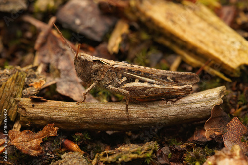 Closeup on a brown common field grasshopper, Chorthippus brunneus, sitting on the ground
