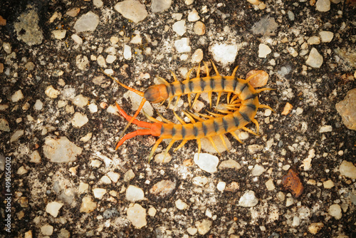 Closeup of the colorful orange Megarian or Mediterranean banded centipede , Scolopendra cingulata photo