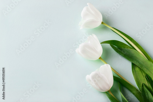 White tulips on light green background. Top shot  copy space  selective focus