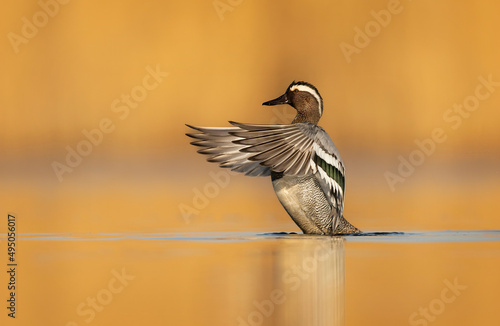 Photography Garganey bird ( Spatula querquedula ) close up - male