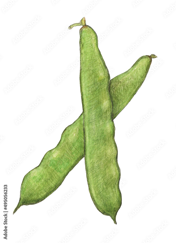 モロッコインゲン 水彩色鉛筆イラスト Stock Illustration | Adobe Stock
