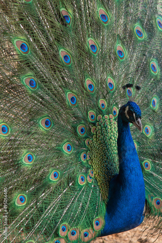 peacock in springtime with beautiful feathers. High quality photo photo