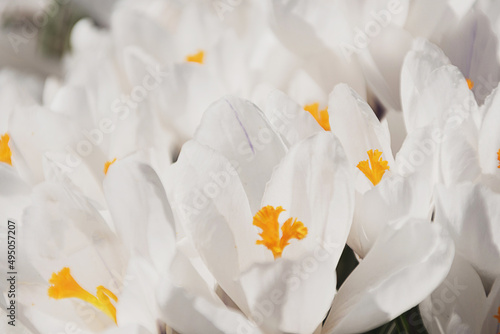 White crocus growing outside. View at magic blooming spring flowers crocus sativus. Selective Focus. Spring garden.