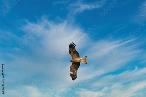 鋭い嘴と爪をもつ大型の猛禽類が大空を悠々と飛翔している風景