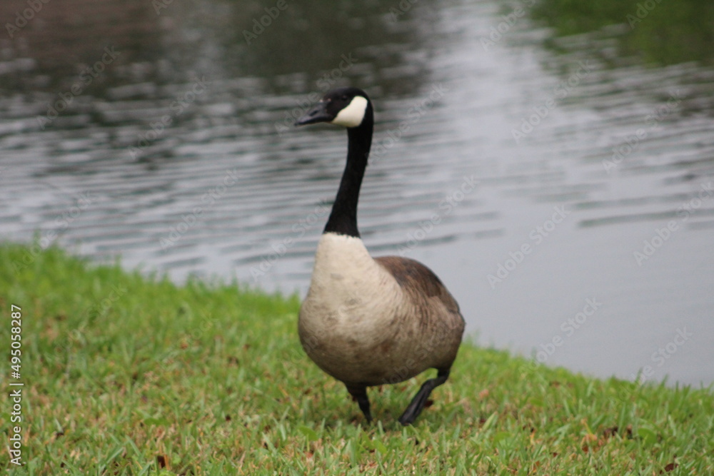 Geese On Grass On Sunny Day Geese On Grass On Sunny Day