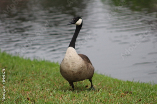 Geese On Grass On Sunny Day