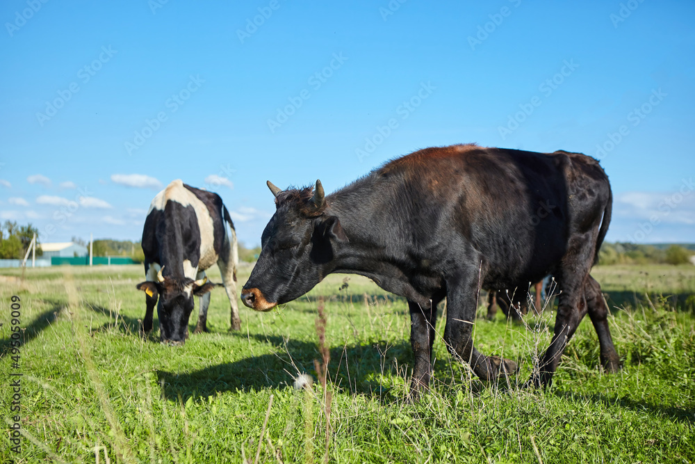 Cows in the pasture. Agro-industrial complex and production of dairy and meat products. Village and farm. Cows in the pasture. Agro-industrial complex and production of dairy and meat products. Village and farm.