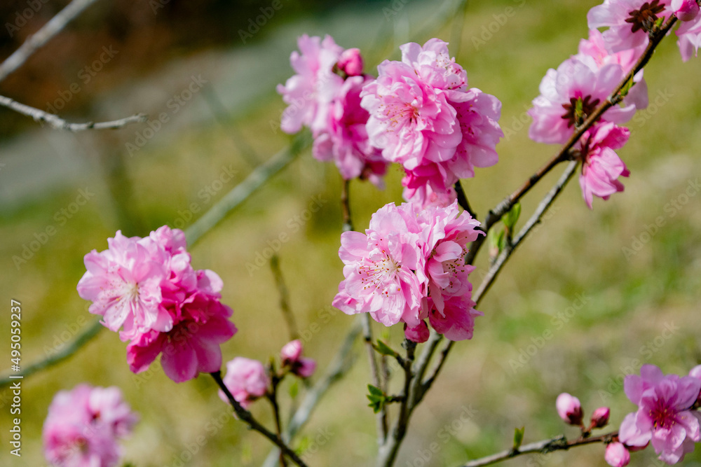 Obraz premium 花桃