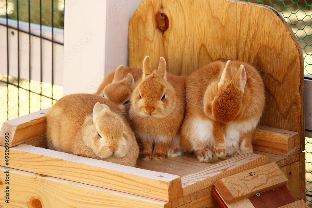 Obraz premium 4匹で仲良く箱の上に乗るウサギ
