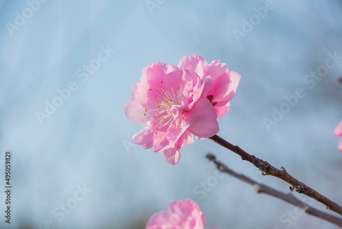 花桃　花桃の里　鹿児島県　姶良 photo