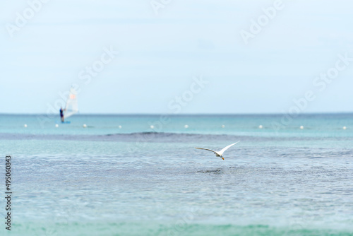 Seascape, seagulls fly over the sea against the blue sky