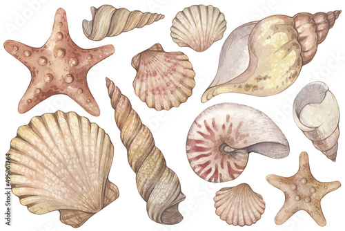 Large set with watercolor illustrations of vintage seashells isolated on white background. Marine collection.