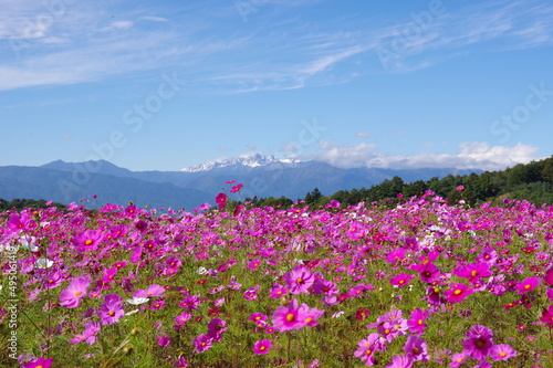 咲き誇るコスモスの花