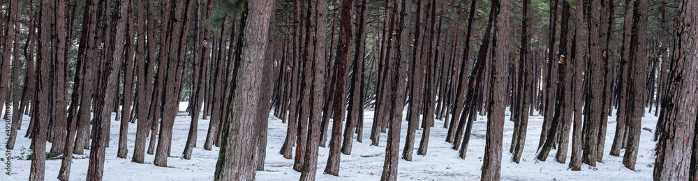 Fototapeta premium pine tree forest, winter time
