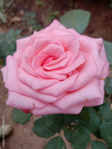 pink rose