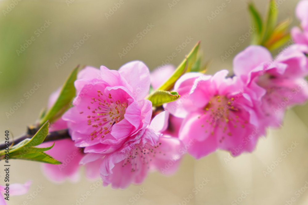 Fototapeta premium 柔らかい色が可愛い桃の花