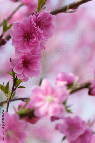 柔らかい色が可愛い桃の花