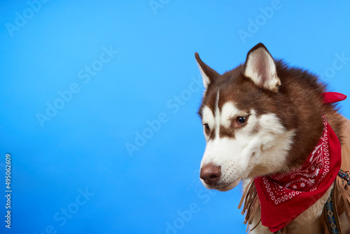Funny husky dog in a red bandana, isolated on a blue background with copy space. The concept of canine emotions. Growling dog.