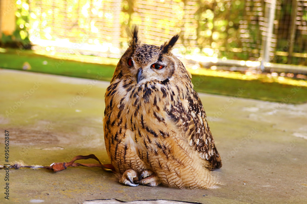 座ってくつろぐベンガルワシミミズク Photos Adobe Stock